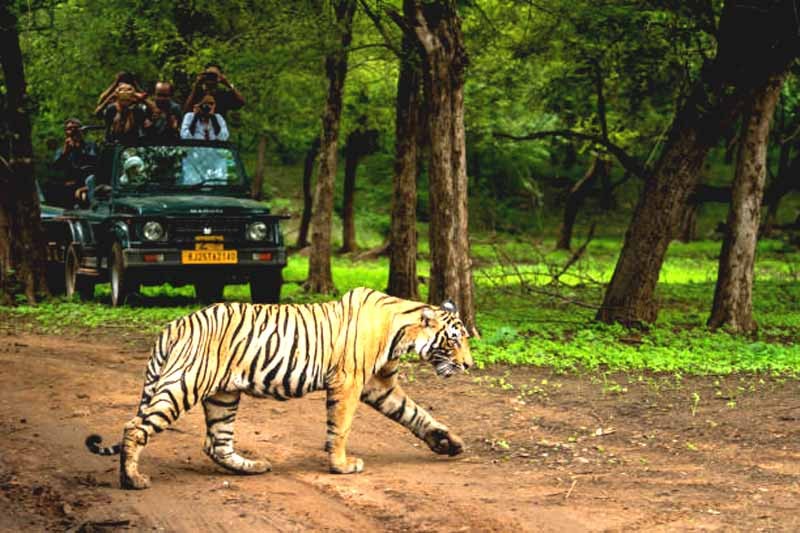 Royal Wildlife Essence